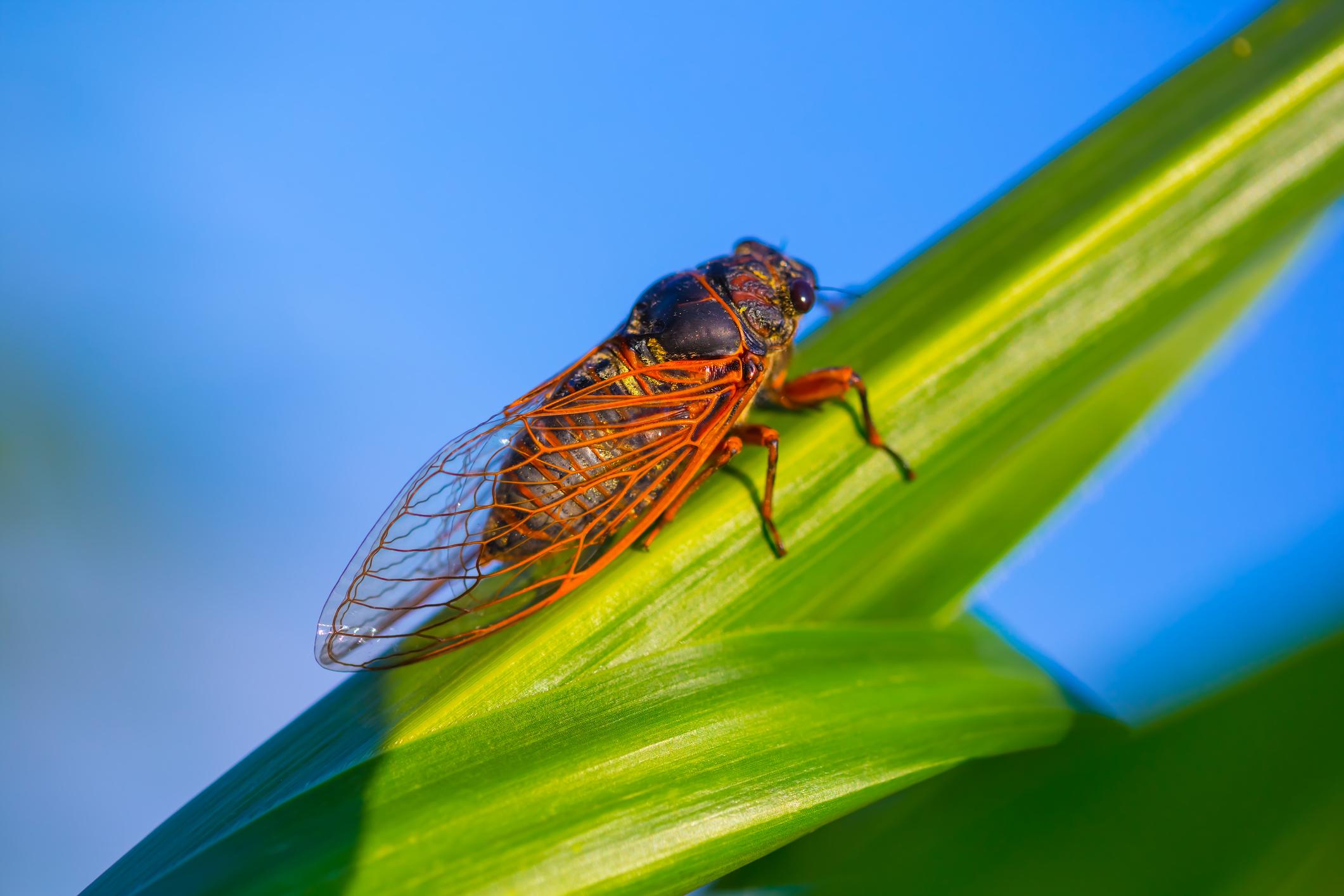 Millions of Cicadas Are Expected to Emerge, but When Exactly?