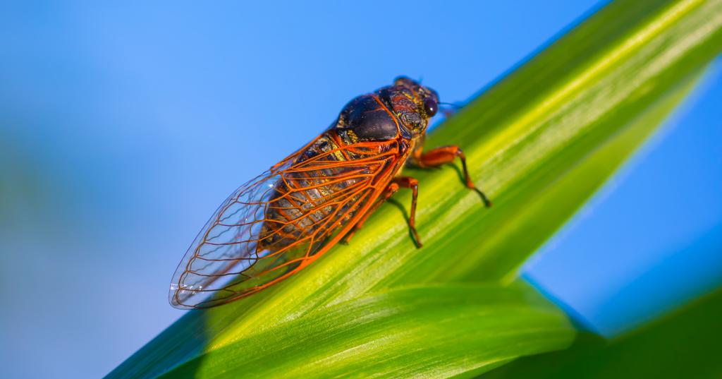 Millions of Cicadas Are Expected to Emerge, but When Exactly?