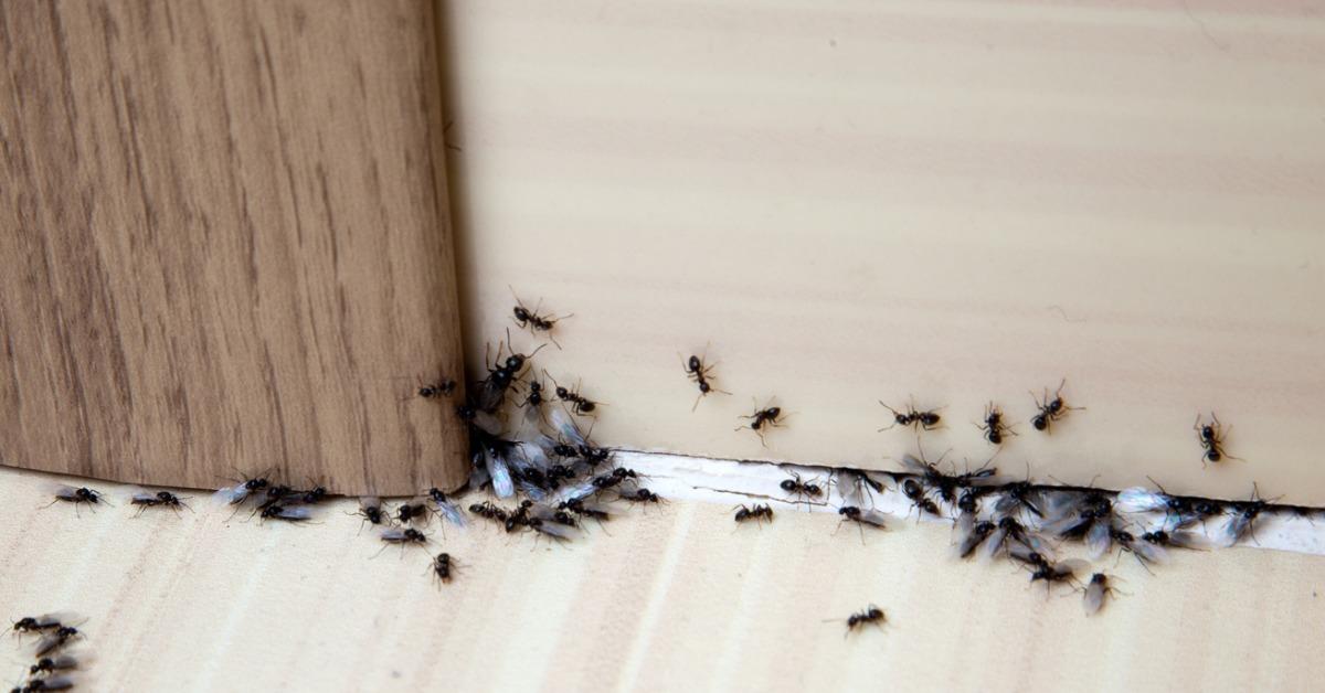 how to get rid of ants