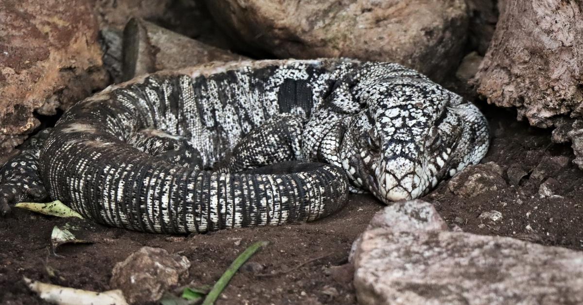 Tegu Lizards Take Over South Carolina: Details Here