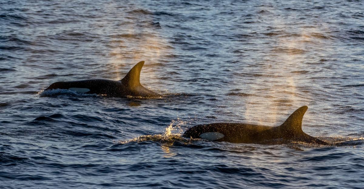 Two orcas swim together in the light. 