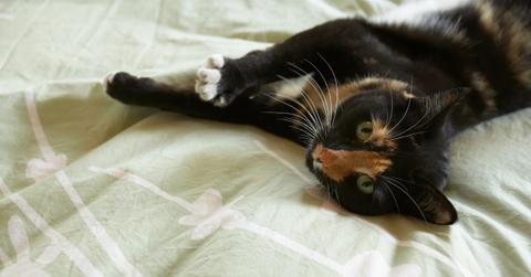 Biodegradable kitty litter