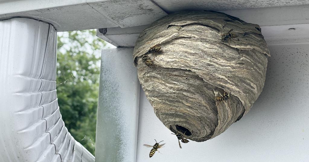 Are There Difference Between a Nest vs. Wasp Nest?