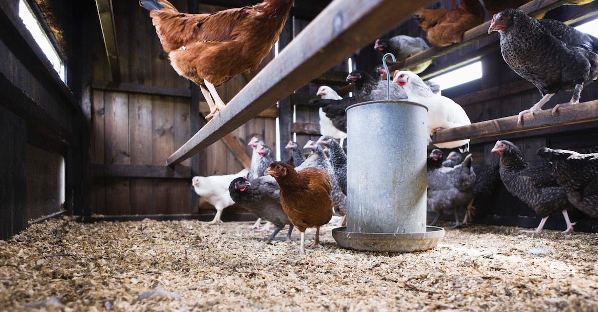 Chickens in a chicken coop.