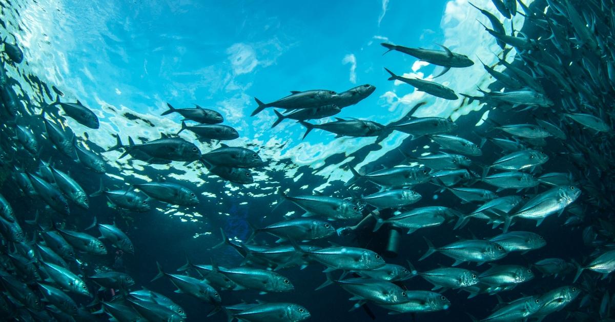 School of fish swimming underwater.