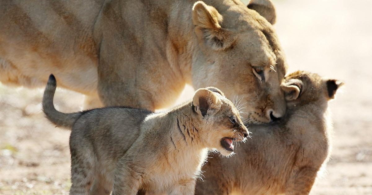 South Africa Lion Captive Breeding