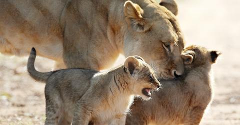 South Africa Lion Captive Breeding