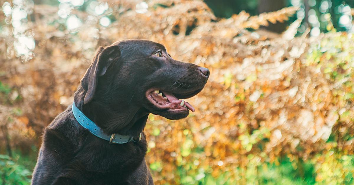 Dog in the Woods