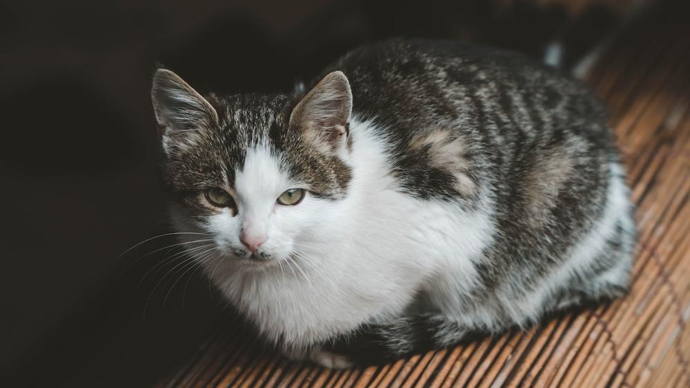 A grey and white cat laying down. 