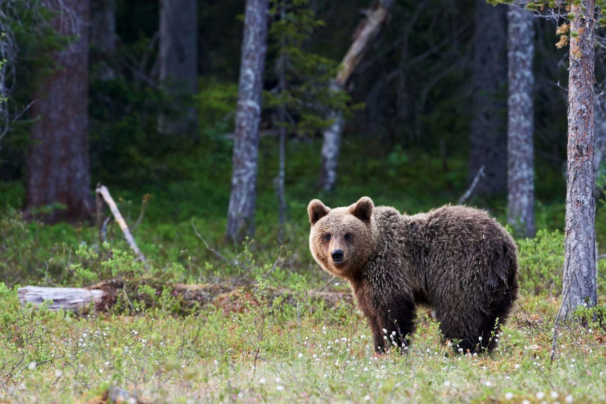 A grizzly bear in the wild.