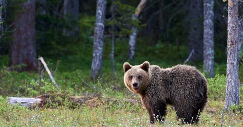 What's the Difference Between Black Bears vs. Grizzly Bears?