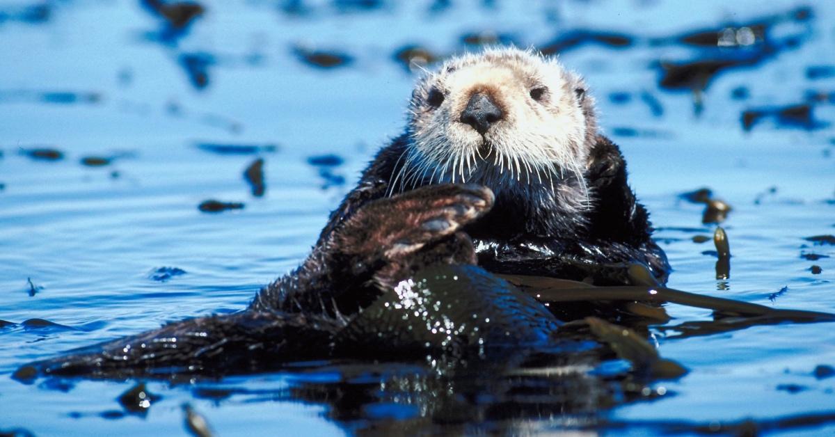 Sea otter floating on his back