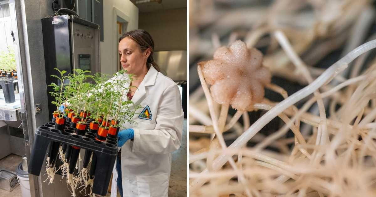 Researcher Jessica Atkin is manipulating moon dust to grow chickpeas for the first time ever. (Cover Image Source: Facebook | @aglifesciences)