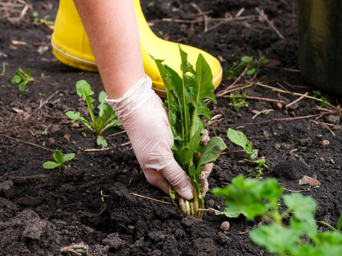 person wearing gloves pulling weeds