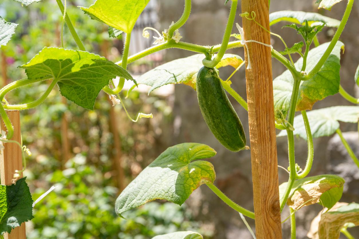 Cucumber in garden