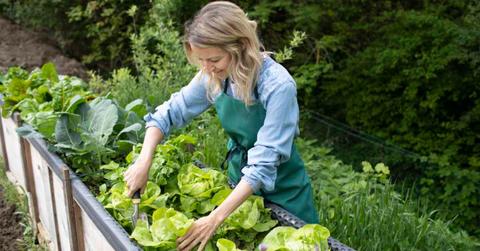 Pretty blonde young woman harvesting fresh lettuce from raised bed, vegetable patch in garden and is happy. (Representative Cover Image Source: Getty Images | Epix Images)
