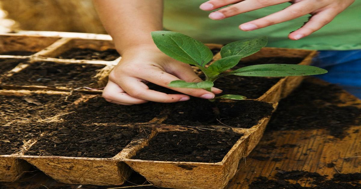 How to Start Urban Gardening, If You're Living the City Life