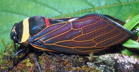 How to get rid of cicadas