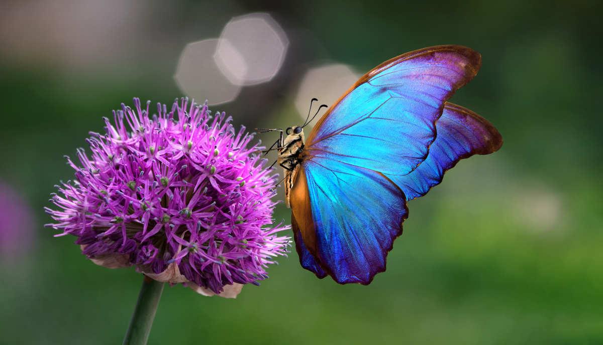 pn/cbc bad ea aac ebdd