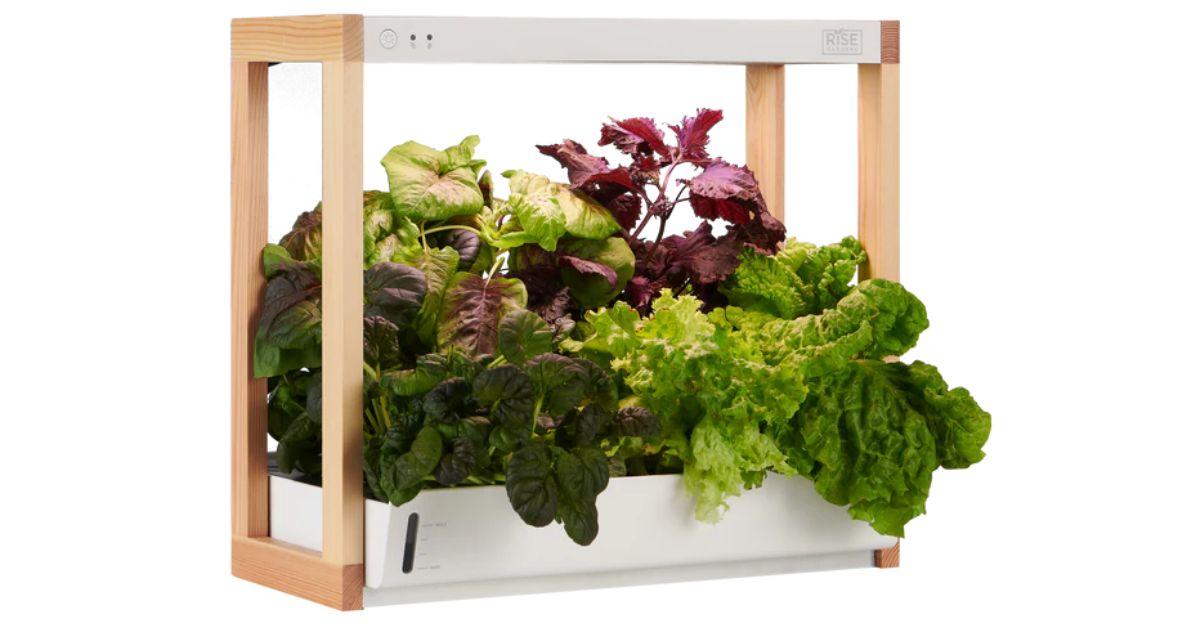 An indoor herb garden