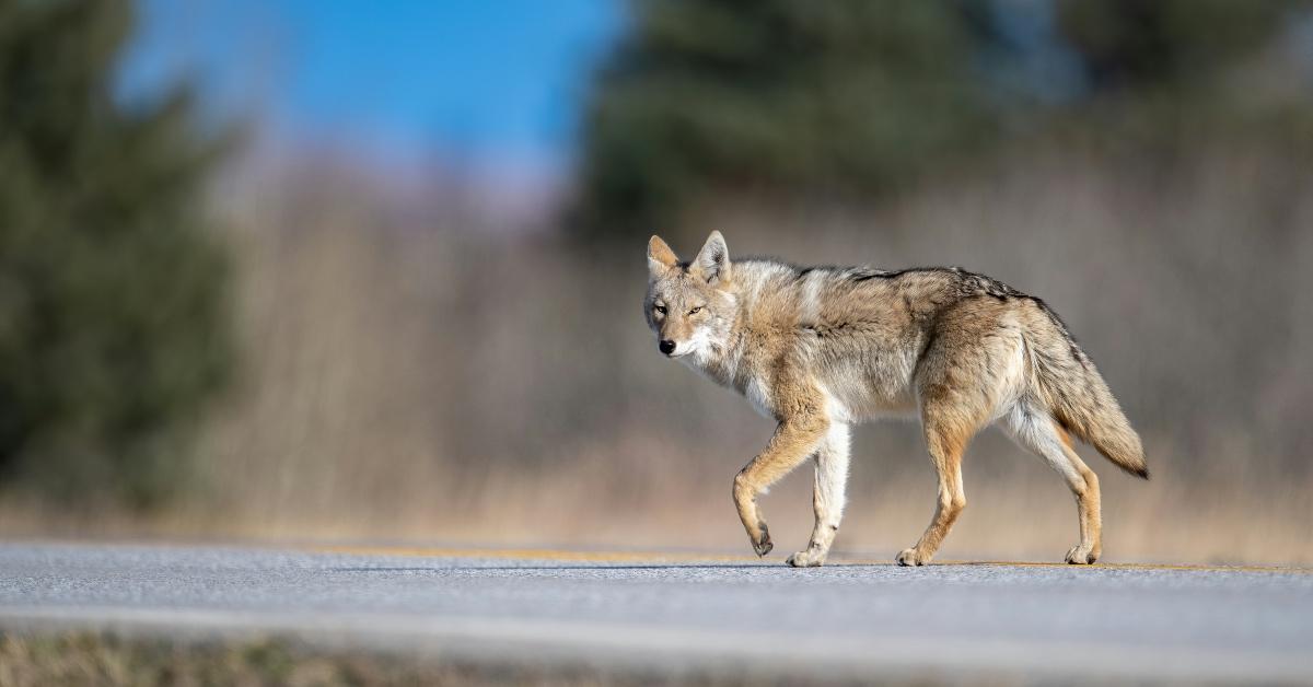 Coyote in Banff, Alberta, walking across a highway. 