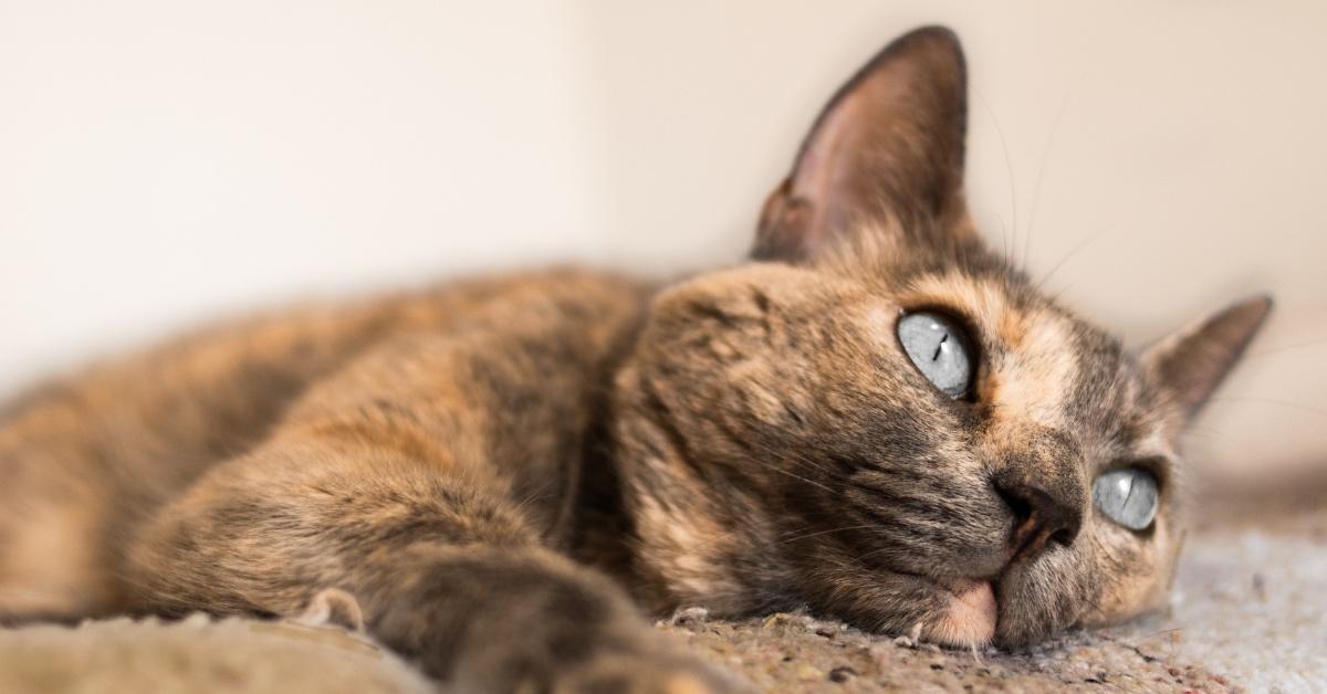 Calico cat with blue eyes laying on the ground.