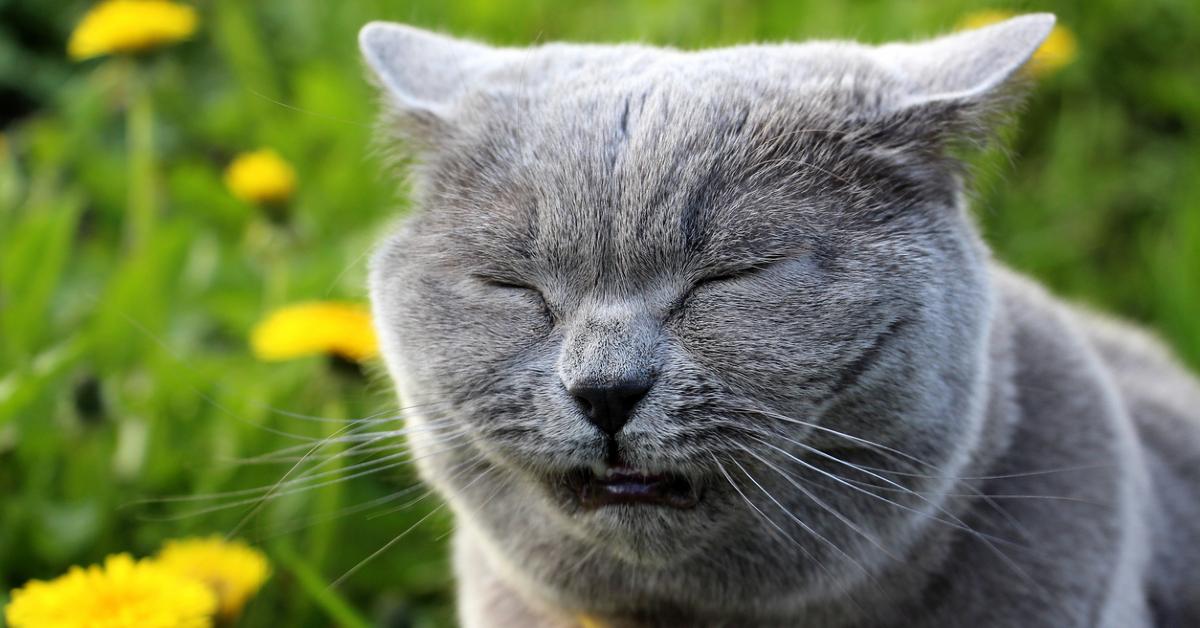 A gray Scottish Straight cat sneezing in a field of grass and dandelions