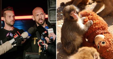 (L) The Tate Brothers; (R) Punch, the viral baby Japanese monkey with his plushie (Cover Image Source: (L) Getty/Andrei Pungovschi | (R) X/@ichikawa_zoo)