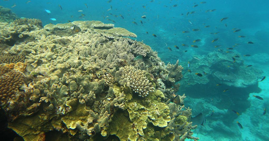 Great Barrier Reef coral bleaching