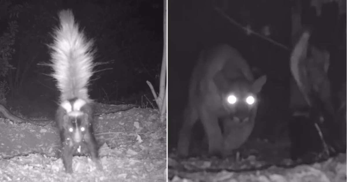 (L) A skunk captured in a trail camera; (R) the skunk facing off against a mountain lion in Angeles National Forest. (Cover Image Source: Instagram | @parliament0f0wls)