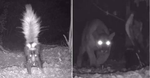(L) A skunk captured in a trail camera; (R) the skunk facing off against a mountain lion in Angeles National Forest. (Cover Image Source: Instagram | @parliament0f0wls)