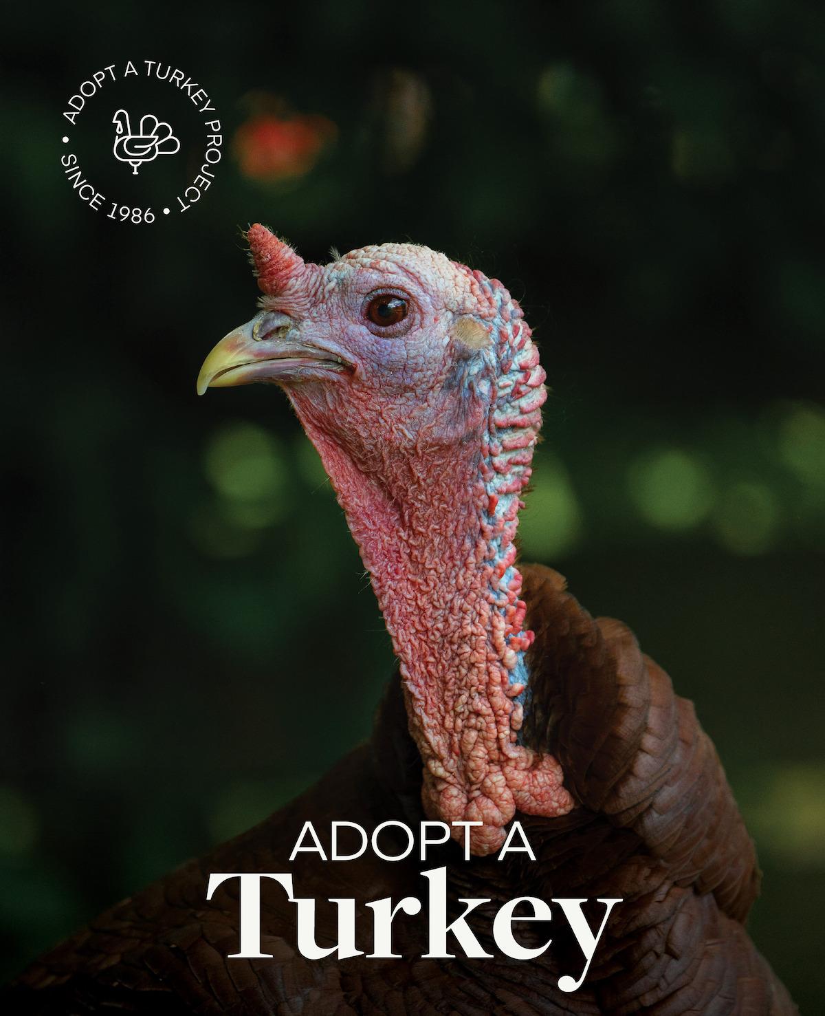 Farm Sanctuary's Adopt a Turkey Poster