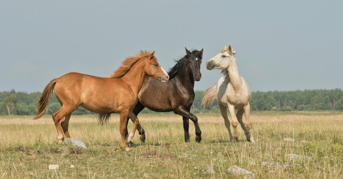 What Is Going on With the 2025 EHV Outbreak in Horses?