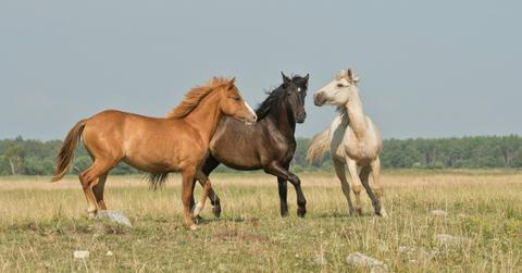 What Is Going on With the 2025 EHV Outbreak in Horses?