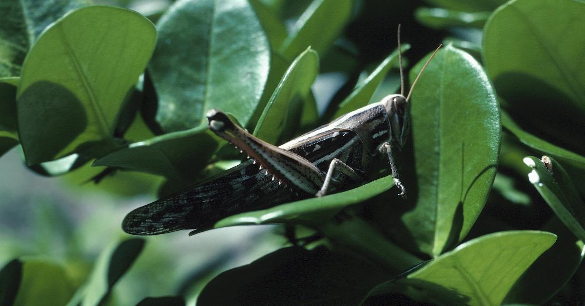 Grasshopper camouflages perfectly in leafy green plant.