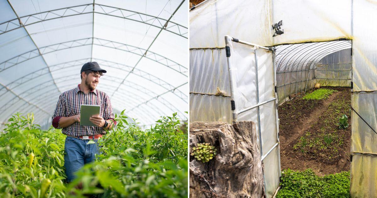 (L) Farm worker analyzing the growth of the vegetables in the greenhouse; (R )Greenhouses in a farm. (Representative Image Source: Getty Images | (L) ArtistGNDphotography; (R) Eric Lafforgue/Art in All of Us)