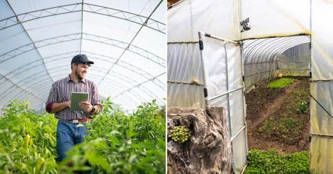 (L) Farm worker analyzing the growth of the vegetables in the greenhouse; (R )Greenhouses in a farm. (Representative Image Source: Getty Images | (L) ArtistGNDphotography; (R) Eric Lafforgue/Art in All of Us)