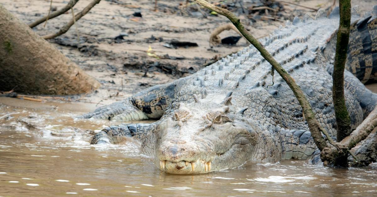 A crocodile enters the river in Australia  