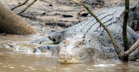 A crocodile enters the river in Australia
