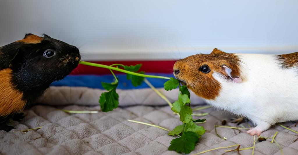 View of Can Guinea Pigs Eat Cucumbers? Here's the Scoop
