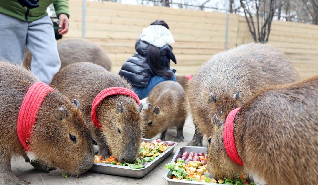 Why Are Capybaras so Chill? Exploring these Low-Key Creatures