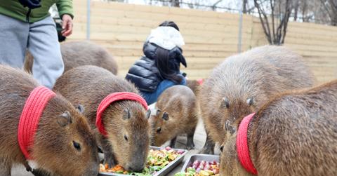 Capybaras enjoy special food made by staff in Nantong Forest Safari Park in Nantong, Jiangsu Province of China