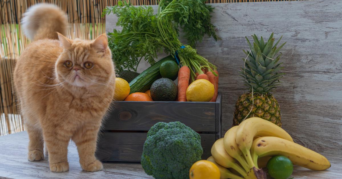 cat with fruit and vegetables