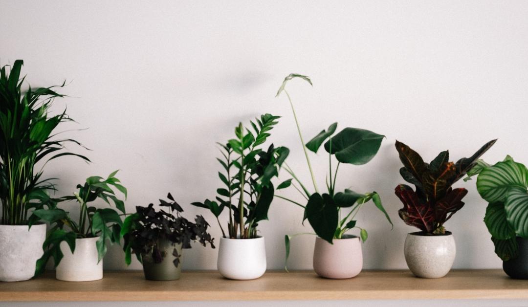 Seven potted plants on display on a wooden table 