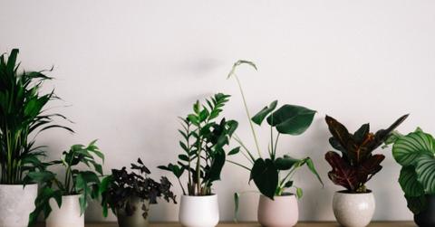 Seven potted plants on display on a wooden table