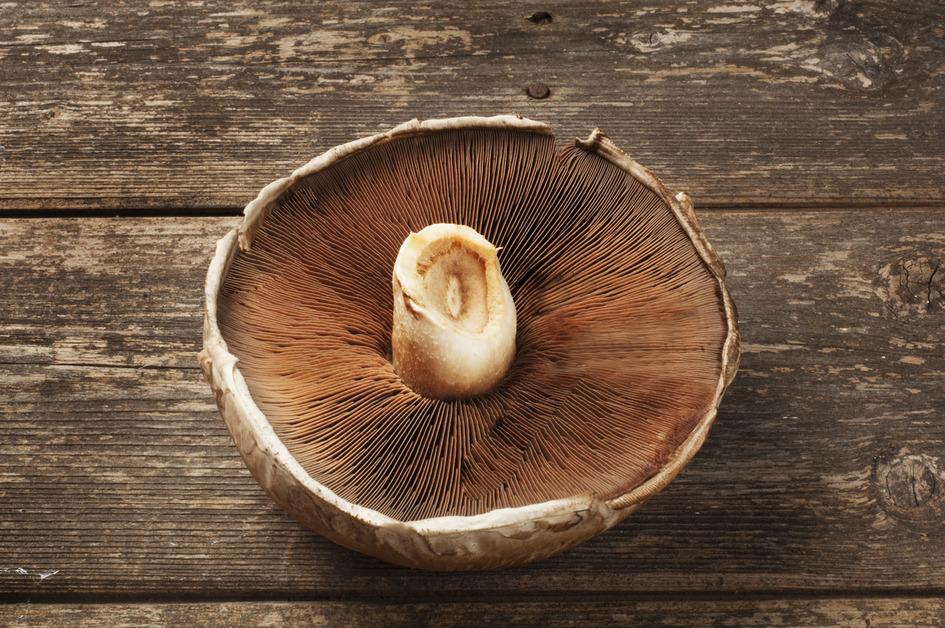 A single portobello mushroom on a wooden table with the gills and stem facing up. 