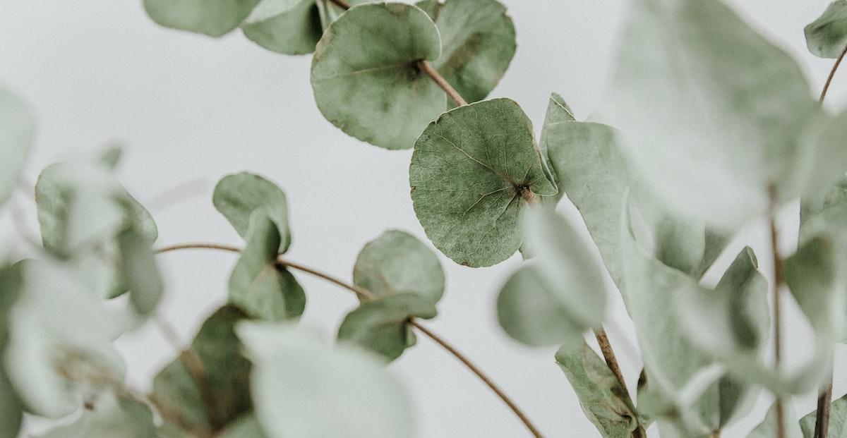 How to Use Eucalyptus