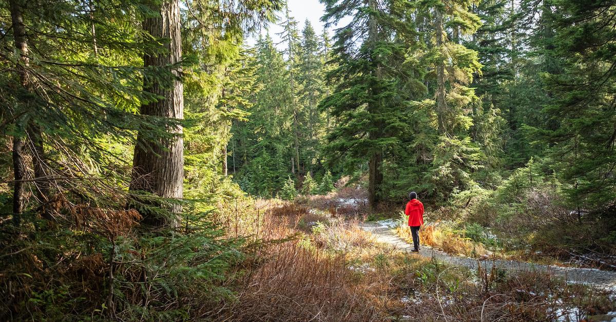 forest bathing