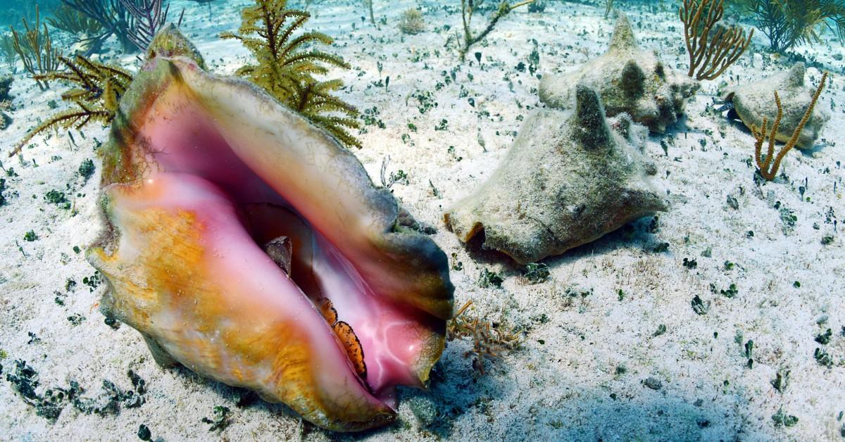 A conch shell sits on the bed of the ocean while a mollusk peeks out from inside