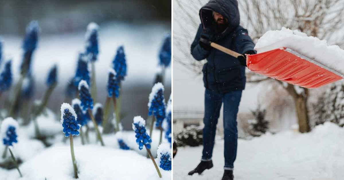 (L) Blue flowers blooming in the snow. (R) A gardener shoveling snow from the garden. (Representative Cover Image Source: Pexels | (L) Masood Aslami, (R) Kaboompics.com)